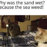 Funny Cat Memes