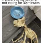 Funny Cat Memes