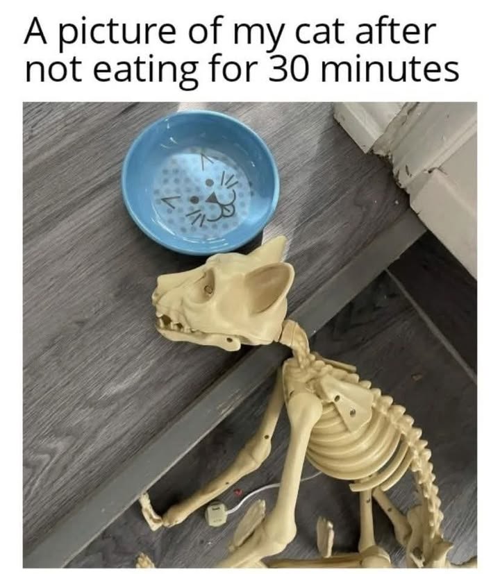 Funny Cat Memes