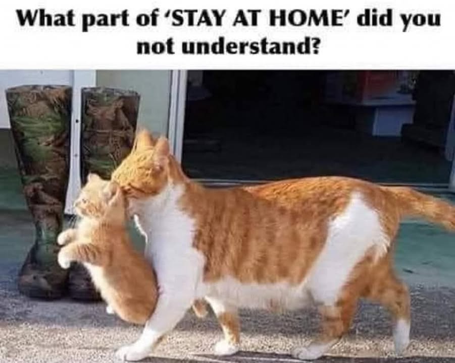 Funny Cat Memes