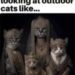 Funny Cat Memes