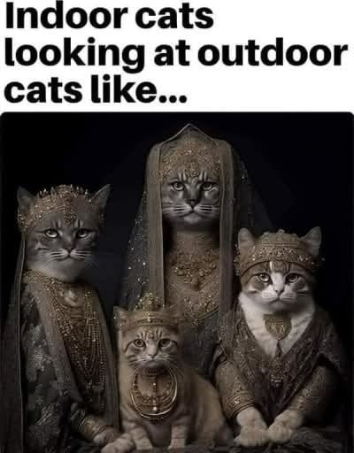 Funny Cat Memes