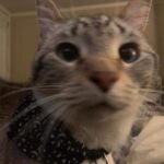 Funny Cat Memes