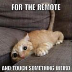 Funny Cat Memes