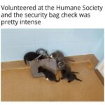 Funny Cat Memes