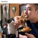 Funny Cat Memes