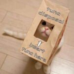 Funny Cat Memes