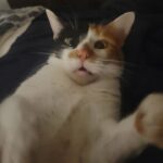 Funny Cat Memes