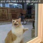 Funny Cat Memes