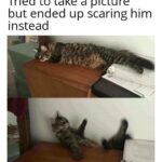 Funny Cat Memes