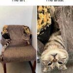 Funny Cat Memes