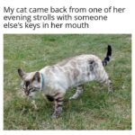 Funny Cat Memes