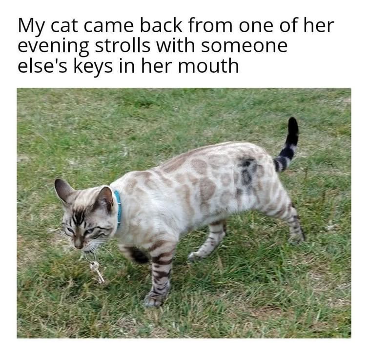 Funny Cat Memes