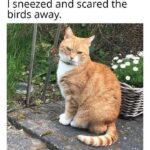 Funny Cat Memes