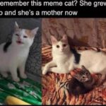 Funny Cat Memes