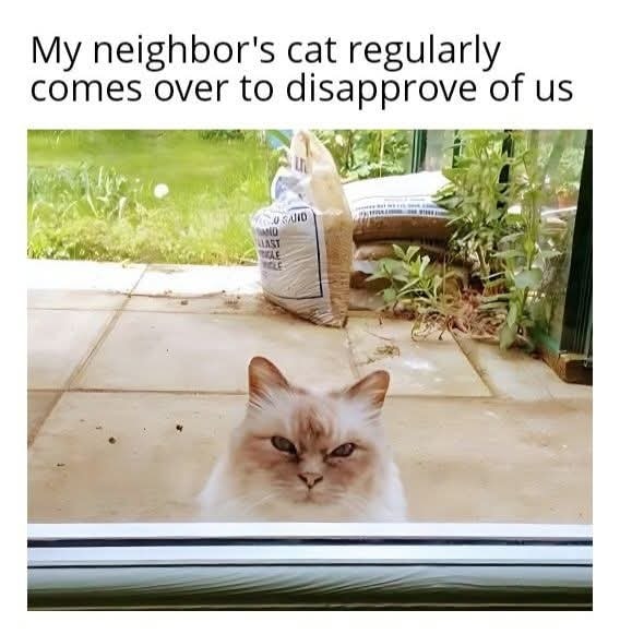 Funny Cat Memes