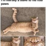 Funny Cat Memes