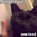 Funny Cat Memes