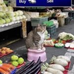 Funny Cat Memes