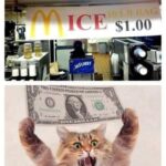 Funny Cat Memes