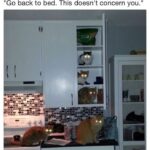 Funny Cat Memes