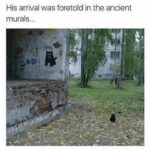 Funny Cat Memes