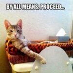 Funny Cat Memes