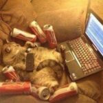 Funny Cat Memes
