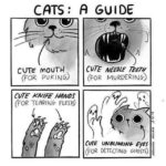 Funny Cat Memes