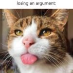 Funny Cat Memes