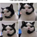 Funny Cat Memes