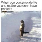 Funny Cat Memes